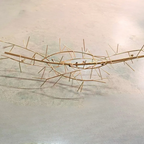 Erlenden Ceramic Chandelier-Moonnatur